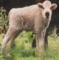 White Buffalo Calf