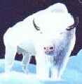 White Buffalo